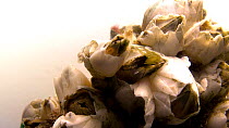 Ivory barnacles (Amphibalanus eburneus) filter feeding, Gulf Specimen Marine Lab. Captive.