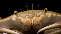 Lesser blue crab (Callinectes similis) close up, moving antennae and mandibles, Gulf Specimen Marine Lab. Captive.