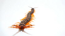 Giant desert centipede (Scolopendra heros) crawling quickly away from camera, then leaves frame, Melbourne Museum. Captive.