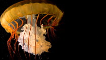 Pacific sea nettle (Chrysaora fuscescens) swimming, Aquarium of the Pacific. Captive.