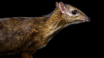 Bornean lesser mouse deer (Tragulus kanchil klossi) male grooming itself, Singapore Zoo. Captive.