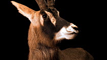 Roan antelope (Hippotragus equinus) close up moving head around, Parco Natura Viva. Captive.