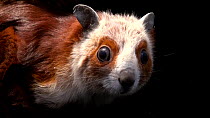 Red and white giant flying squirrel (Petaurista alborufus) close up of head looking at camera, Wildlife Reserves Singapore. Captive.