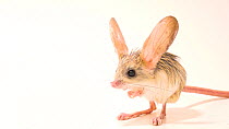 Long-eared jerboa (Euchoreutes naso) portrait standing, then hops out of frame, Moscow Zoo. Captive.