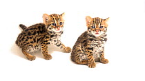 Two Asian leopard kittens (Prionailurus bengalensis) sitting, ACCB Cambodia. Captive.