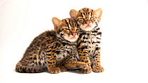 Two four-week-old Asian leopard kittens (Prionailurus bengalensis) falling asleep, ACCB Cambodia. Captive.