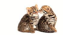 Two four-week-old Asian leopard kittens (Prionailurus bengalensis) looking around, one walks off, ACCB Cambodia. Captive.