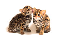 Asian leopard kittens (Prionailurus bengalensis) one licking the others ear, ACCB Cambodia. Captive.