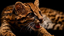 Margay (Leopardus wiedii pirrensis) juvenile male looking at camera and baring teeth, Quito Zoo. Captive.