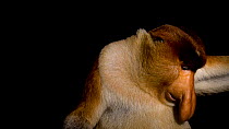 Proboscis monkey (Nasalis larvatus) male vocalising and grinding teeth as a display of aggression, Singapore Zoo. Endangered. Captive.