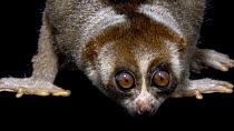 Bengal slow loris (Nycticebus javanicus) turning its head towards the camera before looking around, Singapore Zoo. Critically Endangered. Captive.