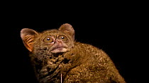 Spectral tarsier (Tarsius tarsier) staring directly at the camera, then looks up, Singapore Zoo. Captive.