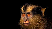 Crested mona monkey (Cercopithecus pogonias nigripes) juvenile female portrait, Animal World, Libreville, Gabon. Captive.