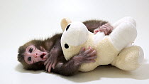 Japanese macaque (Macaca fuscata) two-week-old female cuddling toy, whilst sucking on thumb, Blank Park Zoo. Captive.