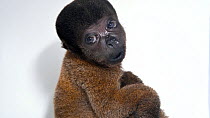Peruvian woolly monkey (Lagothrix cana) juvenile female eating leaves. Endangered. Captive.