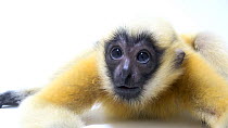 Northern white cheeked gibbon (Nomascus leucogenys) juvenile lying down whilst looking around, Omaha Zoo. Critically Endangered. Captive.