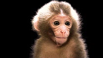 Japanese macaque (Macaca fuscata) two-week-old female portrait, Blank Park Zoo. Captive.