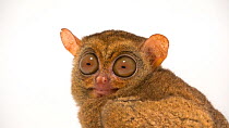 Horsfield's tarsier (Cephalopachus bancanus) close up portrait of head, Ragunan Zoo, Indonesia. Captive.
