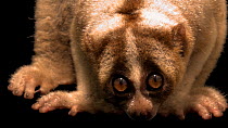 Javan slow loris (Nycticebus javanicus) looking up to the camera, Jarkarta Natural Resource Conservation Center, Indonesia. Critically Endangered. Captive.