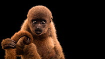 Gray woolly monkey (Lagothrix cana) male picking up and holding its tail, Mantenedor da Fauna Silvestre Cariua. Endangered. Captive.