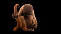 Gray woolly monkey (Lagothrix cana) male curled up, then holds its tail, Mantenedor da Fauna Silvestre Cariua. Endangered. Captive.