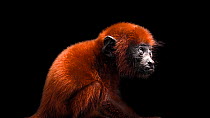 Venezeulan red howler monkey (Alouatta seniculus juara) juvenile vocalising, before walking out of frame, IBAMA, Brazil. Captive.