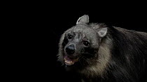Brown hyena (Parahyaena brunnea) portrait, Prague Zoo. Captive.