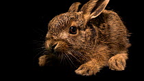 Brown hare (Lepus europaeus) juvenile lying down and wiggling nose, Hessilhead Wildlife Rescue, Scotland. Captive.