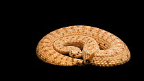 Mojave desert sidewinder (Crotalus cerastes) striking in a defensive position whilst rattling its tail, Woodland Park Zoo. Captive.