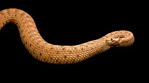 Mojave desert sidewinder (Crotalus cerastes) sidewinding into frame whilst rattling its tail, Woodland Park Zoo. Captive.