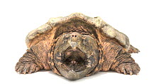 Suwannee alligator snapping turtle (Macrochelys suwanniensis) with mouth open, showing its vermiform appendage on the tip of its tongue, Florida Wildlife Care. Captive.