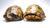 Two Yucatan Box turtles (Terrapene carolina yucatana) resting, one emerges from its shell, Oklahoma City Zoo. Captive.