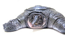 Burmese peacock softshell turtle (Nilssonia formosa) emerging from its shell, Wroclaw Zoo. Critically Endangered. Captive.