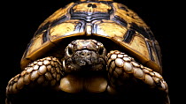 Spur-thighed tortoise (Testudo graeca) portrait, Wroclaw Zoo. Captive.
