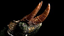 Jackson's chameleon (Trioceros jacksonii) male close up of head, showing horns, private collection. Captive.