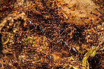 Ant colony (Pheidole pallidula), two queens among workers and soldiers. Rome, Italy. April.
