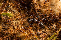 Ant colony (Pheidole pallidula) queen among workers and soldiers, Rome, Italy. April.