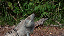 Spiny tailed iguana (Ctenosaura similis) basking, then joined by male displaying by bobbing head, Merino Ballena National Park, Costa Rica, February.