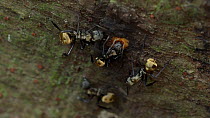 Golden ants (Camponotus sericeiventris) feeding on tree sap, Carara National park, Costa Rica, February.