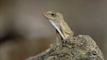 Border anole (Anolis limifrons) staying still but eye moving around, looking, Carara National Park, Costa Rica, February.