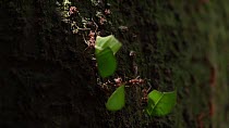 Leaf cutter ants (Atta cephalotes) travelling up and down tree carrying leaves, Manuel Antonio National Park, Costa Rica, February.