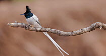 Indian paradise flycatcher (Terpsiphone paradisi) adult male perching, cleaning beak and shaking its feathers, Maharashtra, India, March.