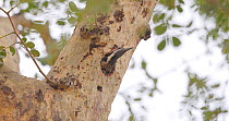 Black-rumped flameback woodpecker / Lesser golden-backed woodpecker (Dinopium benghalense) female peering out of nest hole in tree, then flies off, Maharashtra, India, March.