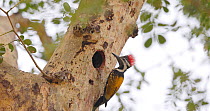 Black-rumped flameback / Lesser golden-backed woodpecker (Dinopium benghalense) female inspecting nest hole from outside, looks around, then flies off, Maharashtra, India, March.
