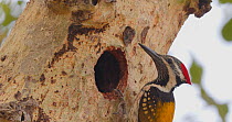 Black-rumped flameback / Lesser golden-backed woodpecker (Dinopium benghalense) female peeping into tree nest hole, Maharashtra, India, March.