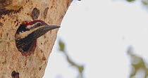 Black-rumped flameback / Lesser golden-backed woodpecker (Dinopium benghalense) male peering out of nest hole, then returns inside, Maharashtra, India, March.