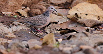 Spotted dove (Spilopelia chinensis) drinking water from a jungle stream with bees flying around, Maharashtra, India, March.