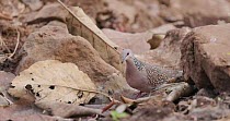 Spotted dove (Spilopelia chinensis) walking on forest floor to drink water from a jungle stream, Maharashtra, India, March.