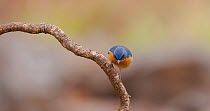 Tickell's blue flycatcher (Cyornis tickelliae) male perched, then flies off, Maharashtra, India, March.