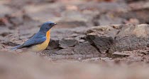 Tickell's blue flycatcher (Cyornis tickelliae) male perched, then flies off, Maharashtra, India, March.